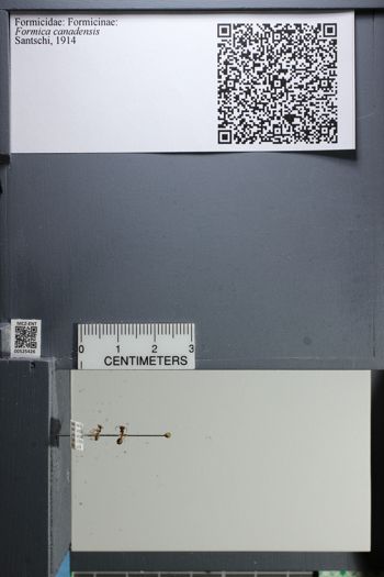 Media type: image;   Entomology 525426